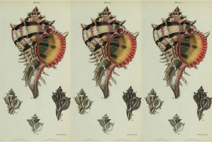 illustrated multi-color shells